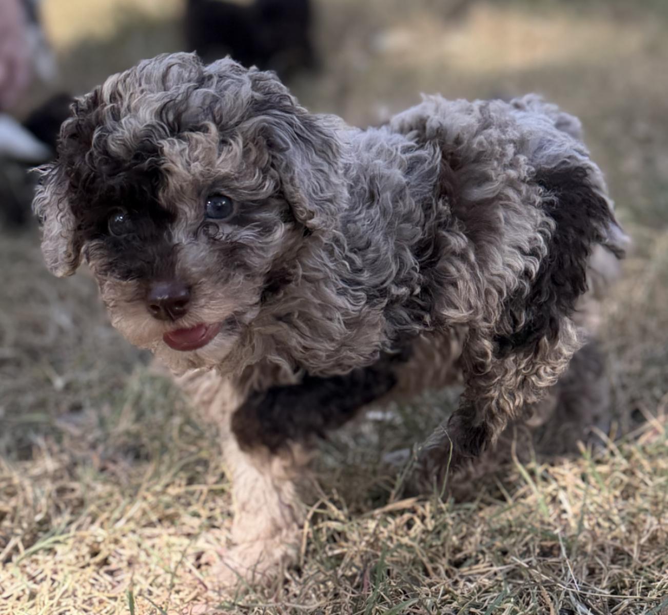 Batman the Toy Poodle