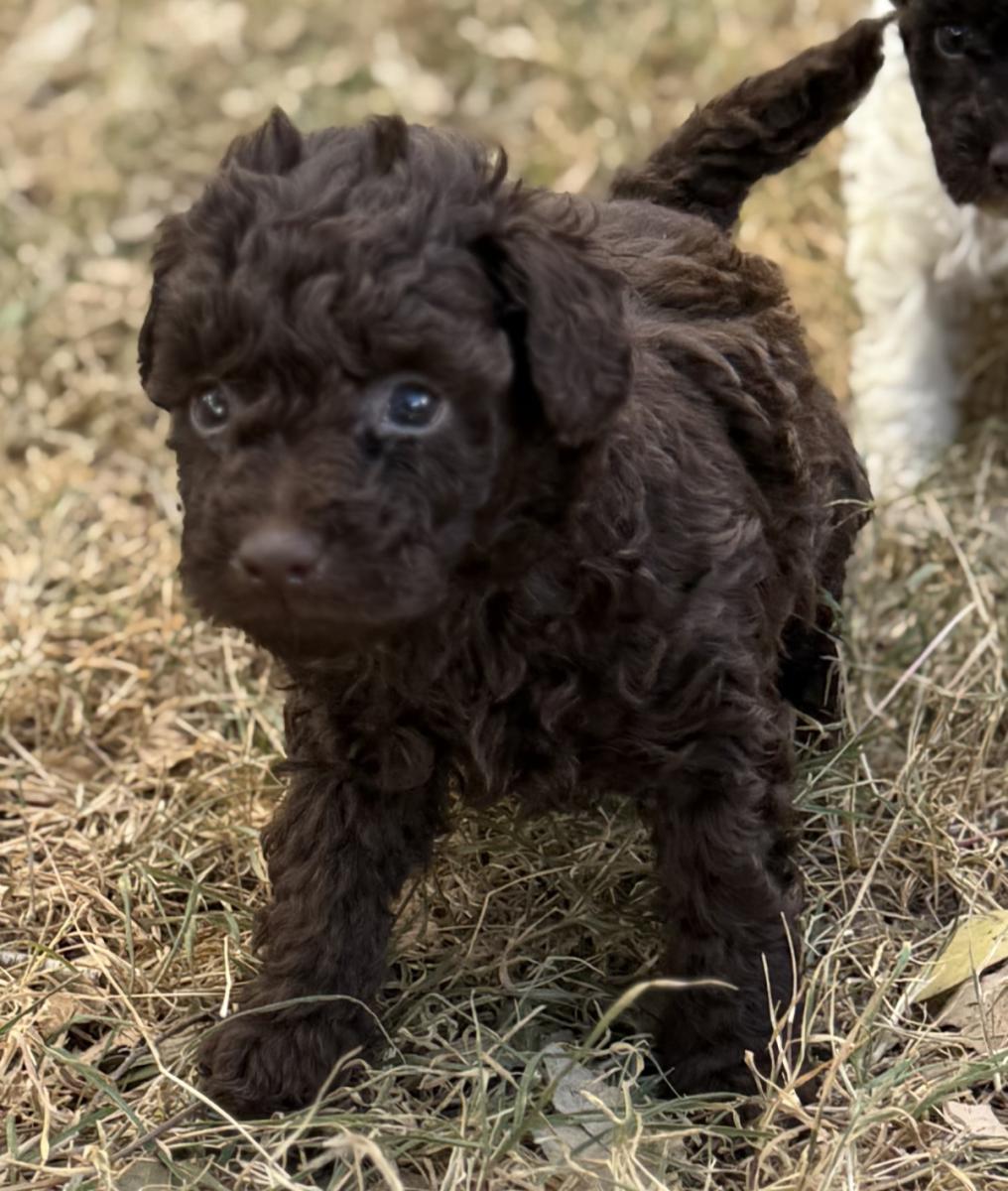 Super man the Toy Poodle