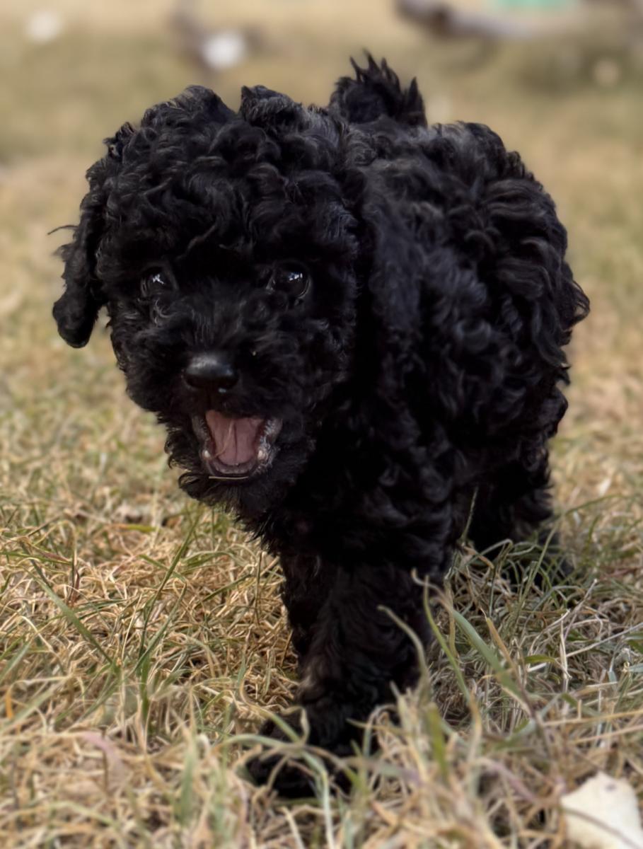 Wonder Woman the Toy Poodle