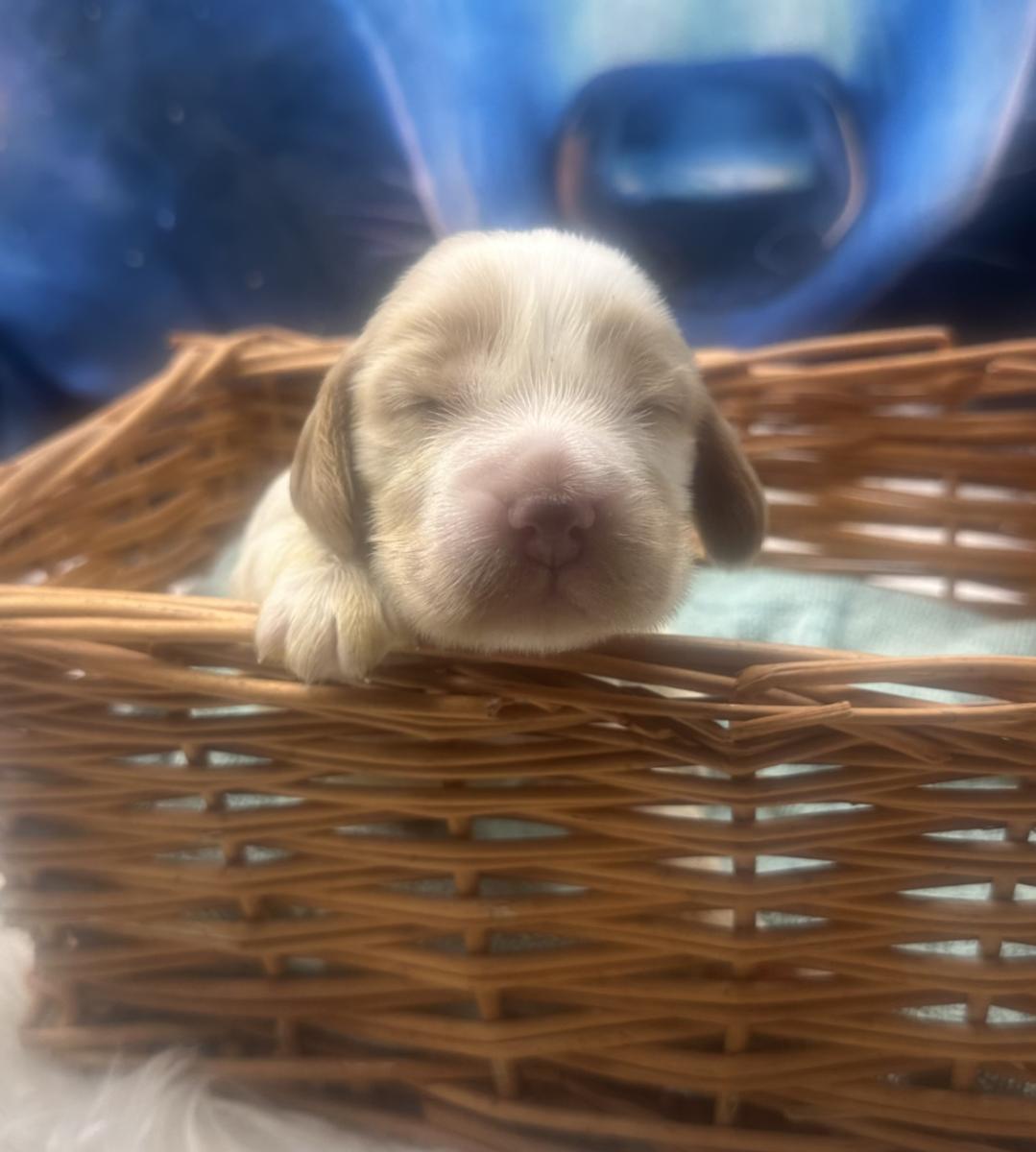 Crumble the Cocker Spaniel