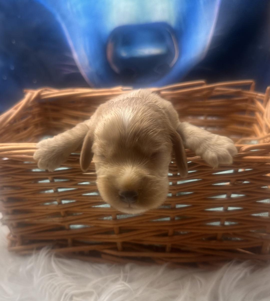 Churro the Cocker Spaniel