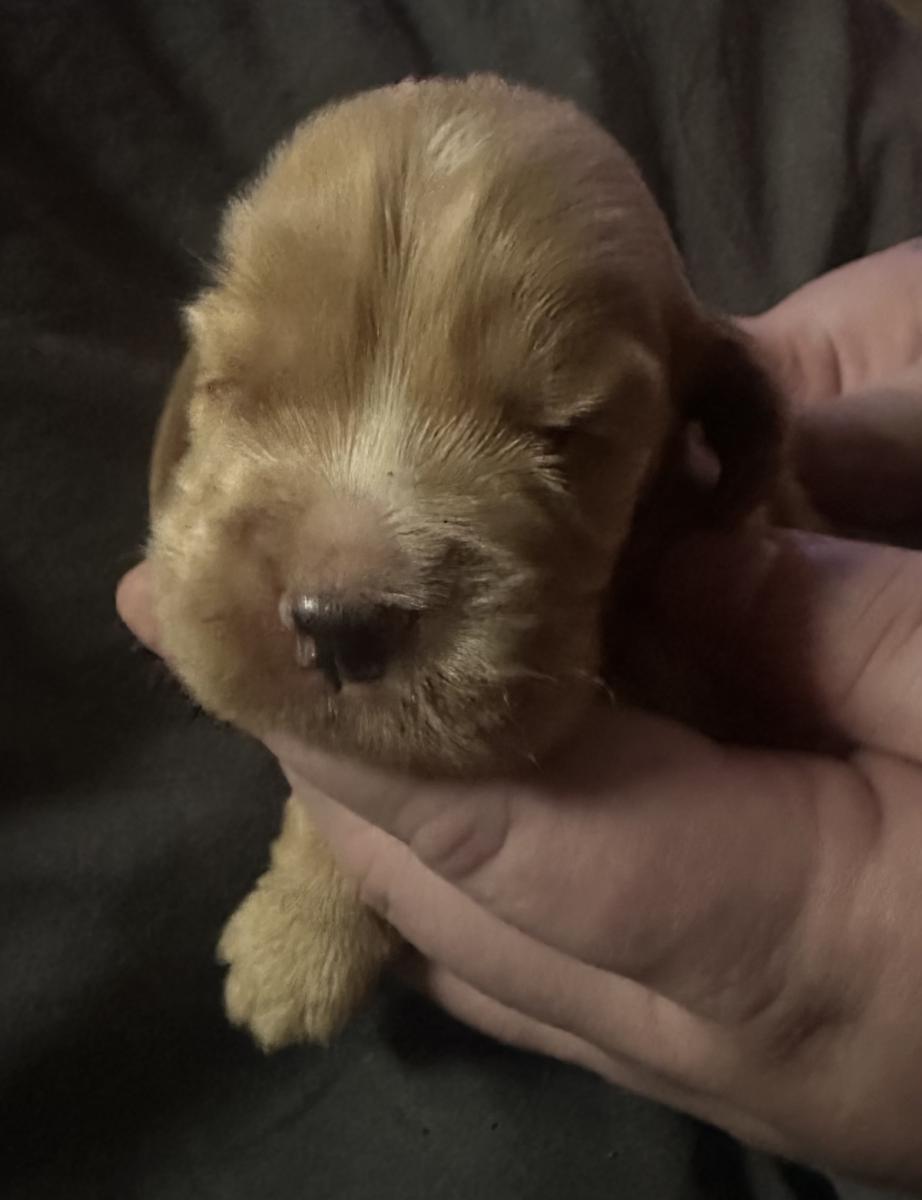 Donut the Cocker Spaniel
