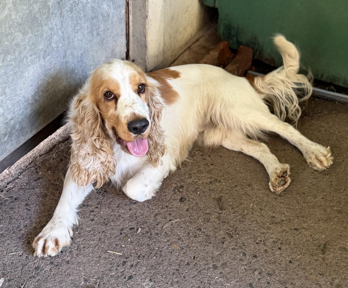 Sirandi’s Second Chance the Cocker Spaniel