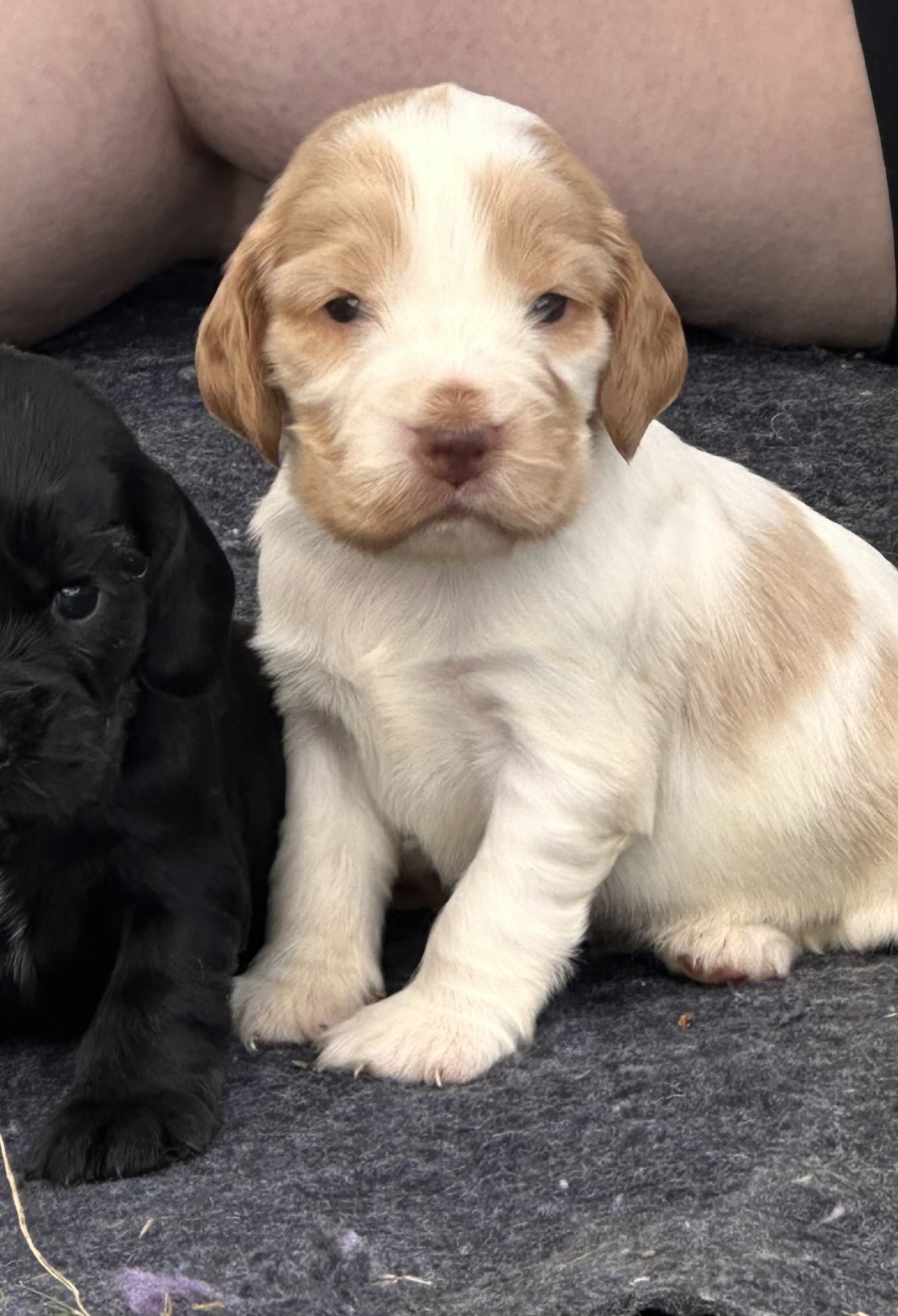 Crumble the Cocker Spaniel