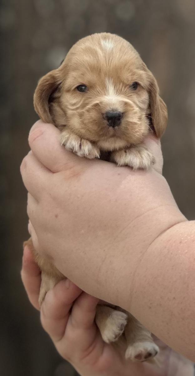 Donut the Cocker Spaniel