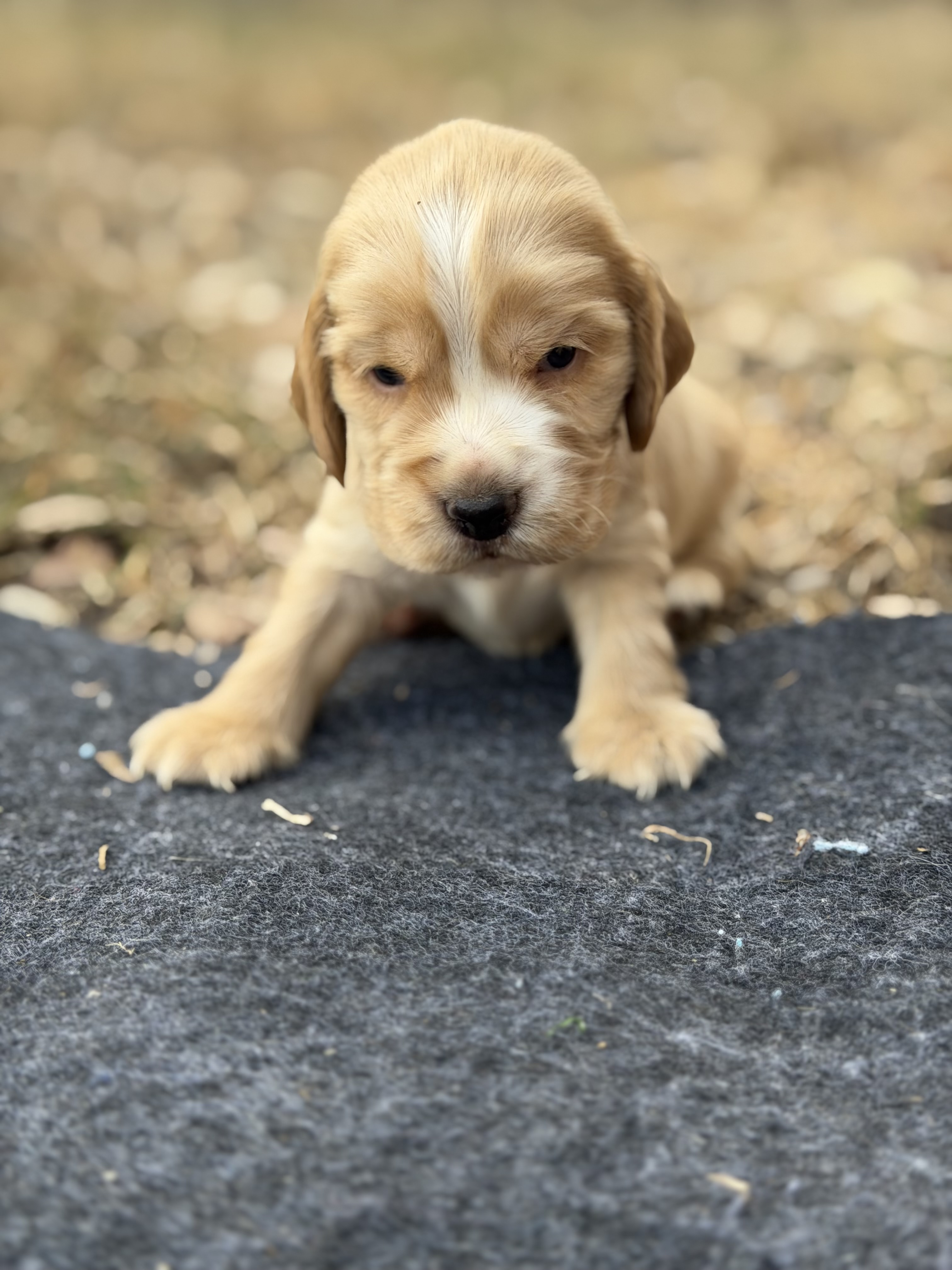 Churro the Cocker Spaniel