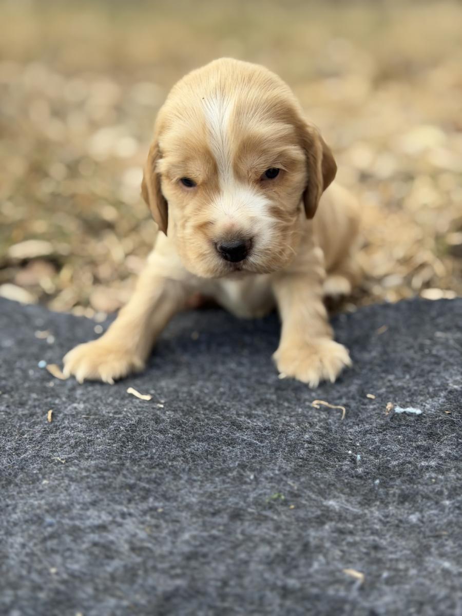 Churro the Cocker Spaniel