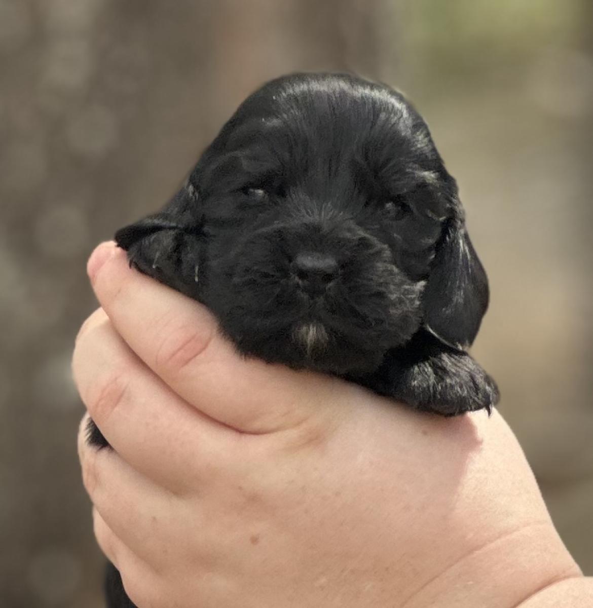 Cup Cake the Cocker Spaniel