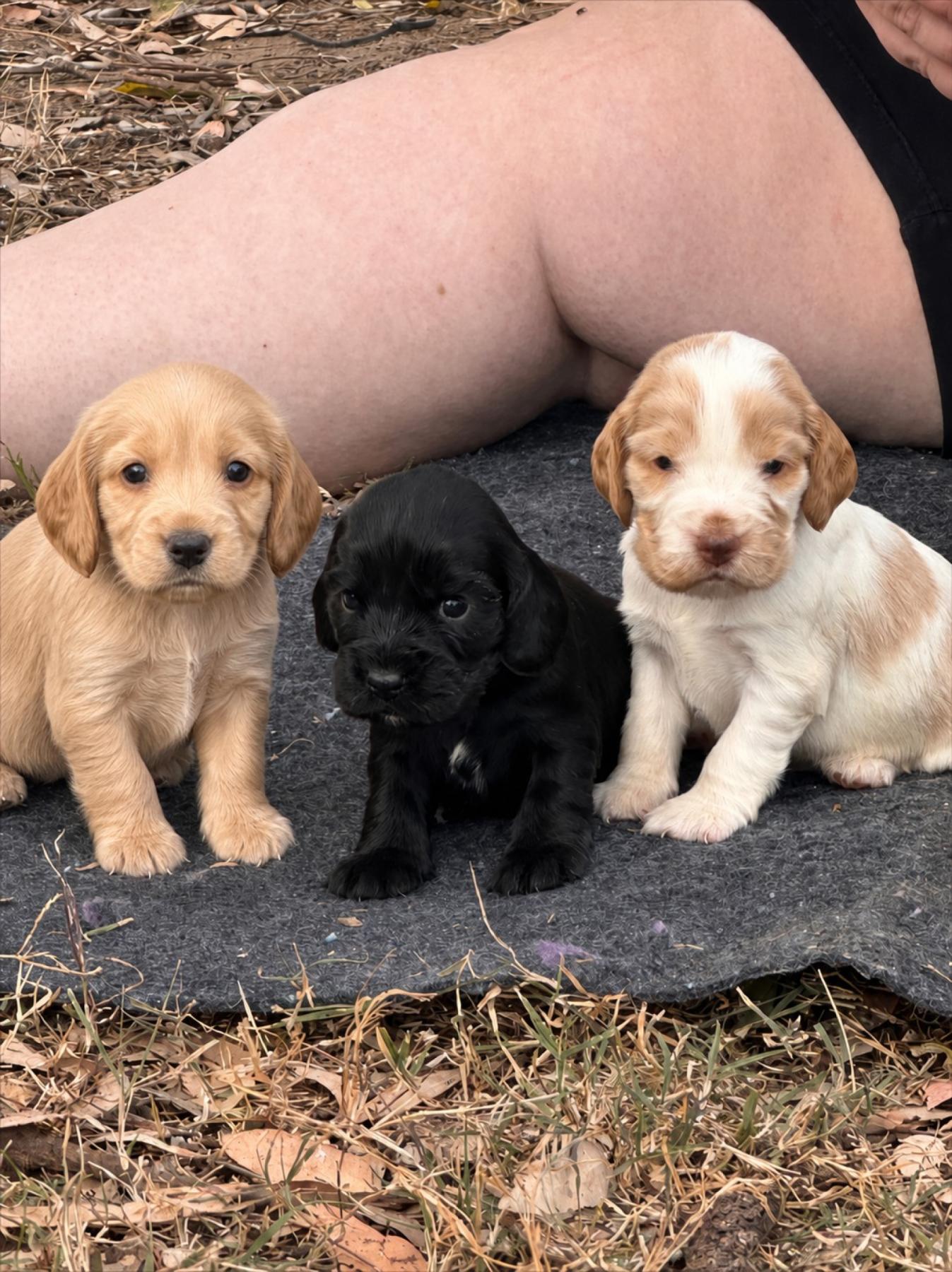 Sirandi puppy raised by the breeder
