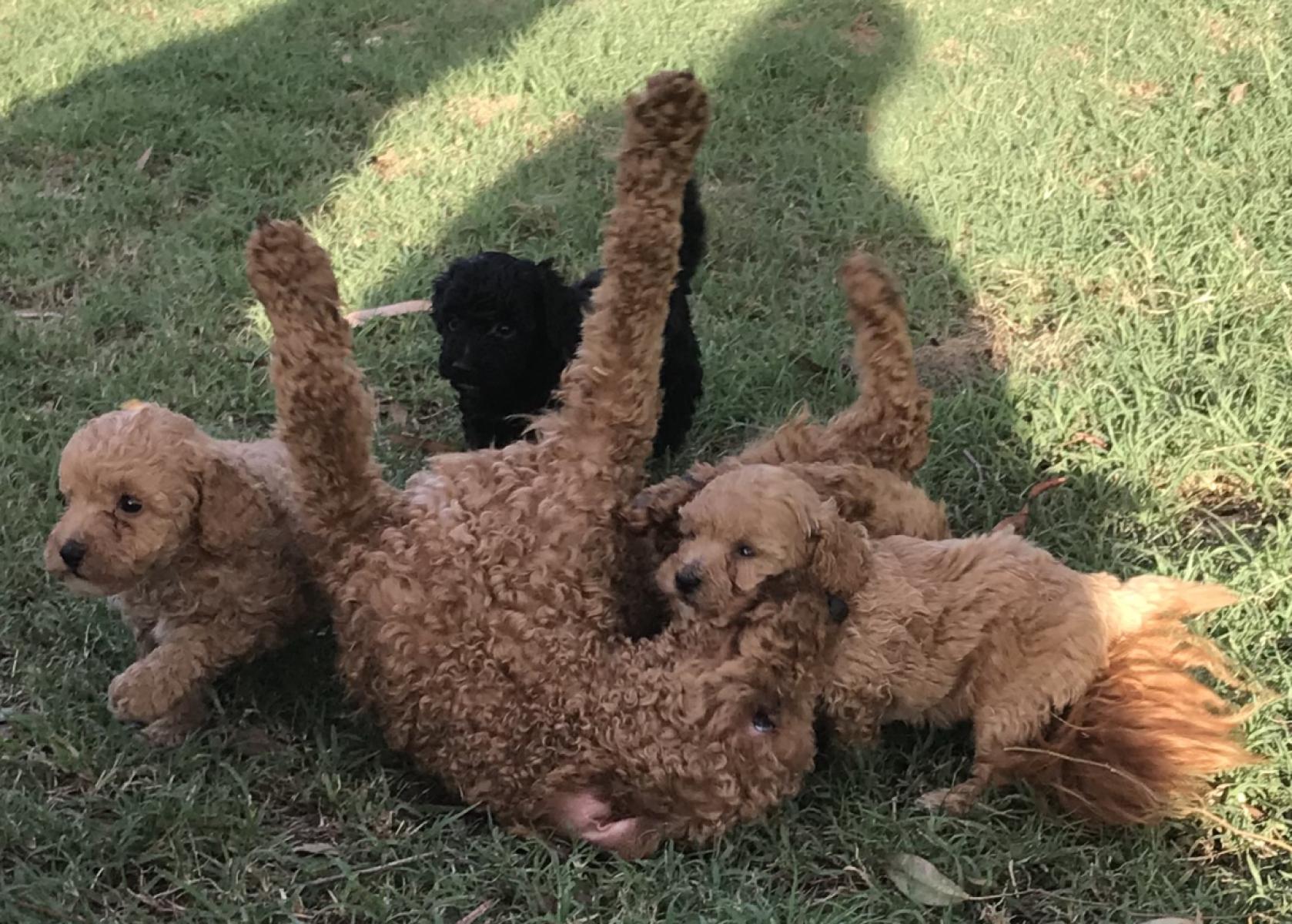 Ethically Raised Spoodle Puppies Near Brisbane